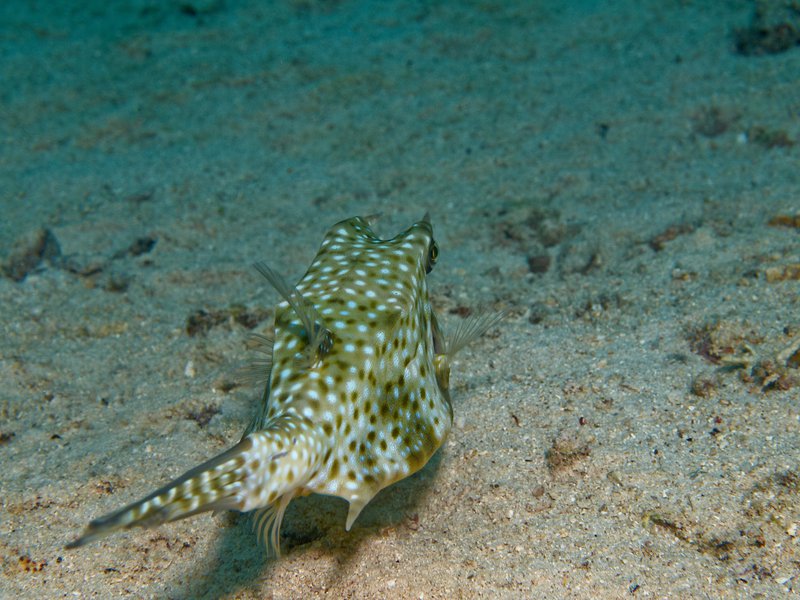 Cowfish, House Reef